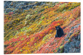 Stampa su vetro acrilico Black bear (Urus Americanus) sitting on a colorful autumn hillside, Kenai Fjords National Park, Sout