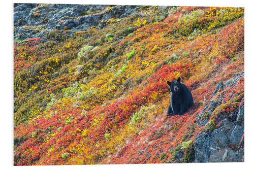 Tableau en PVC Ours noir américain