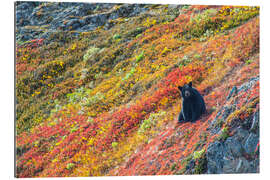 Gallery print American black bear