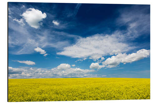 Aluminium print Flowering canola field