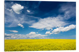 Gallery print Flowering canola field