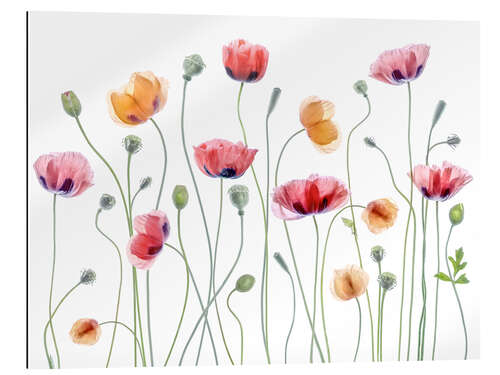 Gallery print Poppy party