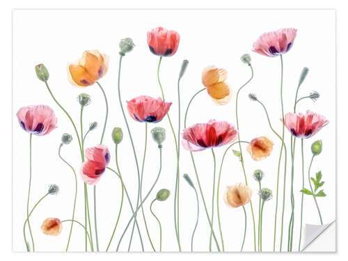 Wall sticker Poppy party