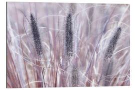 Magnettafel Lampenputzergras