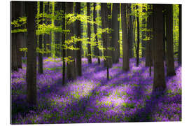 Gallery print Fairy Forest