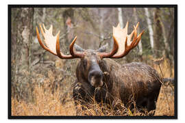 Gerahmter Kunstdruck Elch im Wald