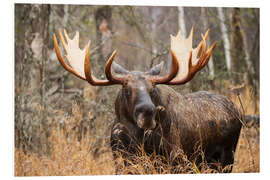 Foam board print Moose in the forest