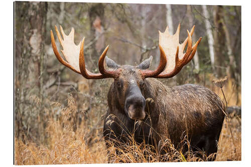 Galleritryck Moose in the forest