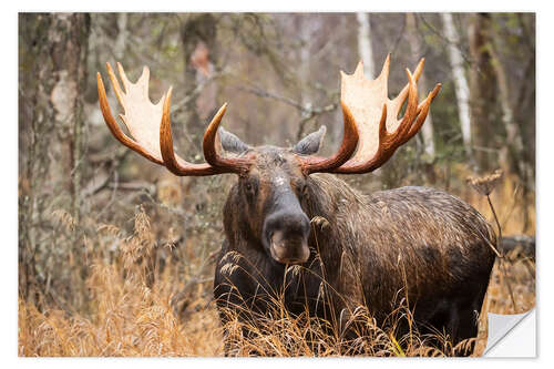 Naklejka na ścianę Moose in the forest