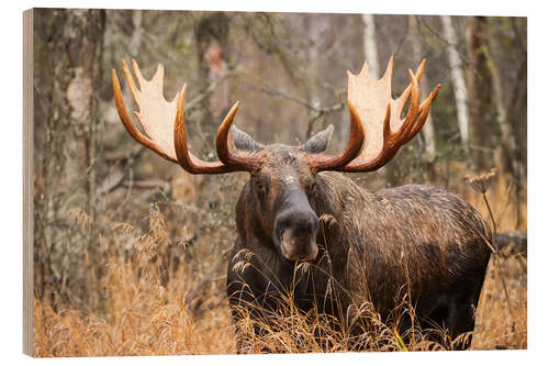 Wood print Moose in the forest