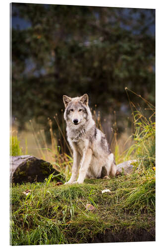 Acrylic print Grey Wolf