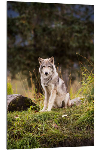 Aluminium print Grey Wolf