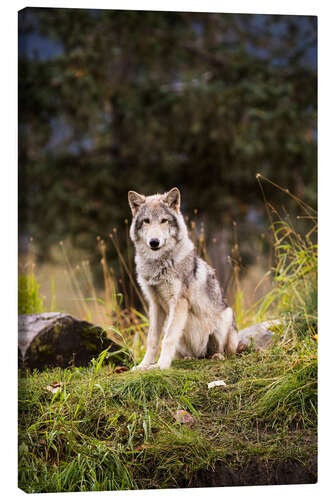 Canvas print Grey Wolf