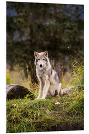 Foam board print Grey Wolf