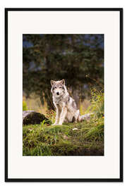 Gerahmter Kunstdruck Grauer Wolf 