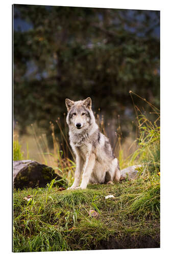 Galleriprint Grey Wolf