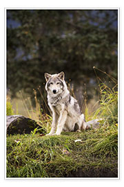 Poster Grey wolf (Canis lupus) pup roams it&#039;s enclosure, captive at the Alaska Wildlife Conservation Center