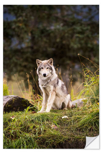 Naklejka na ścianę Grey Wolf