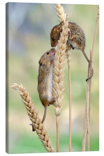 Tableau sur toile Bisou de souris