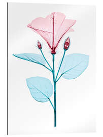 Gallery print Chinese hibiscus flower, X-ray