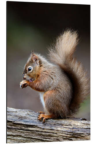 Aluminium print Grooming in the forest