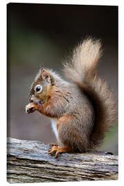 Canvas print Grooming in the forest