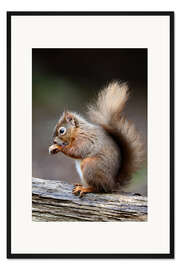 Gerahmter Kunstdruck Fellpflege im Wald
