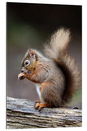 Gallery print Grooming in the forest