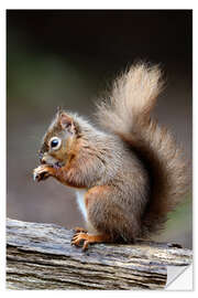 Selvklebende plakat Grooming in the forest