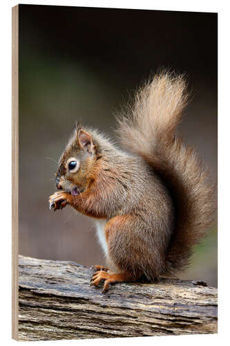 Tableau en bois Red squirrel grooming