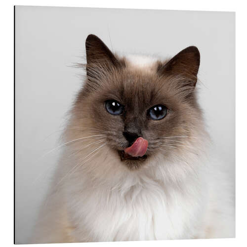 Tableau en aluminium Chat birman