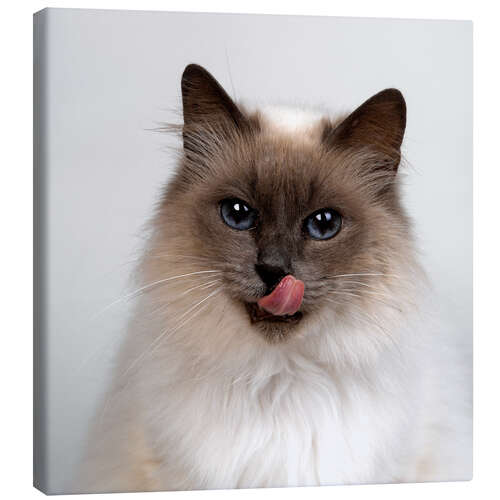 Canvas print Burma cat