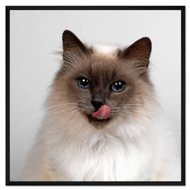 Gerahmter Kunstdruck Birma Katze