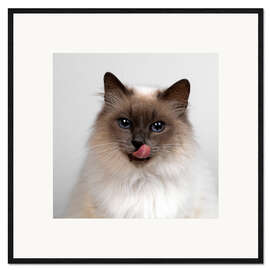 Impression artistique encadrée Chat birman