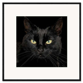 Stampa artistica con cornice Black cat