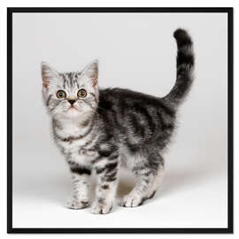 Gerahmter Kunstdruck Silver tabby kitten