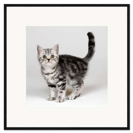 Ingelijste kunstdruk Silver tabby kitten