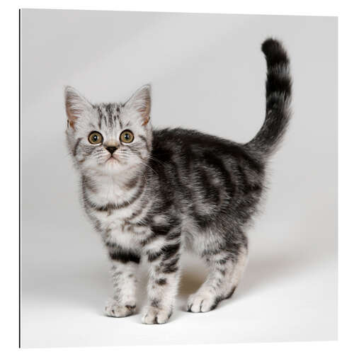 Cuadro de plexi-alu Silver tabby kitten