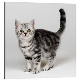 Magnettafel Silver tabby kitten