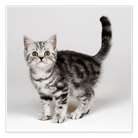 Wandbild Silver tabby kitten - Simon Murrell
