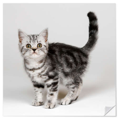 Selvklebende plakat Silver tabby kitten