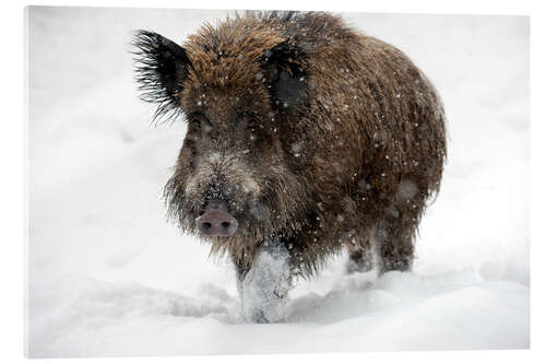 Acrylic print Wild boar