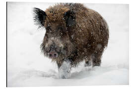 Aluminium print Wild boar