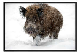 Gerahmter Kunstdruck Wild boar