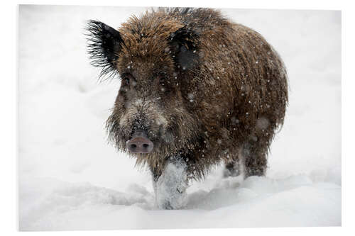 Tableau en PVC Wild boar