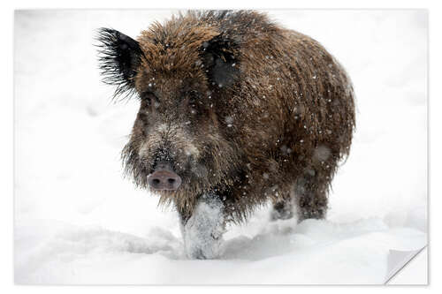 Wandsticker Wild boar