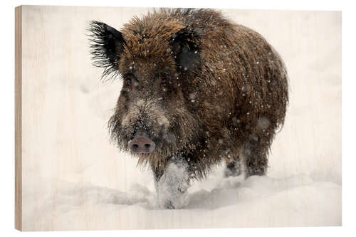 Quadro de madeira Wild boar