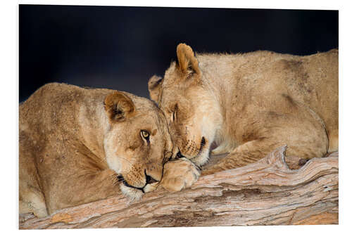 Foam board print African lions