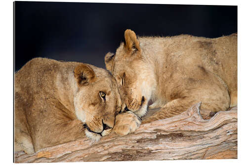 Gallery print African lions