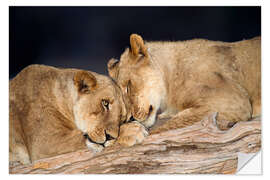 Wandsticker African lions